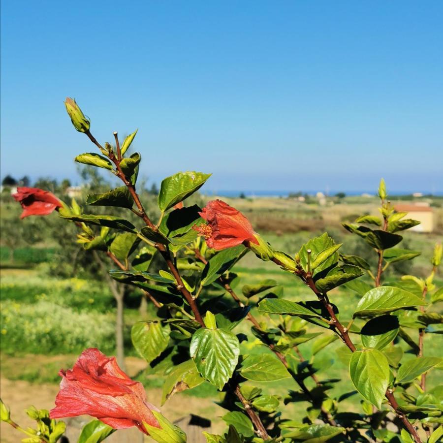 Azienda Agrituristica Baglio Carta Balestrate Exterior foto