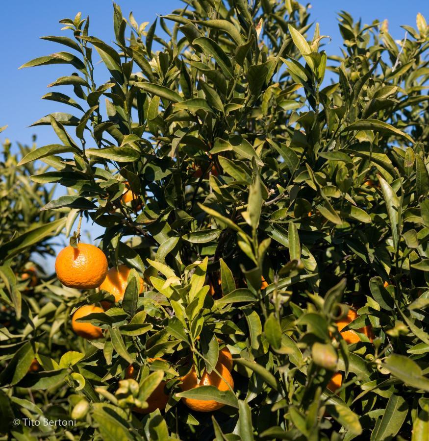 Azienda Agrituristica Baglio Carta Balestrate Exterior foto